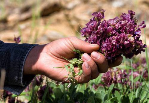 نمونه سوالات متصدی برداشت گیاهان دارویی با پاسخ ( جدید )